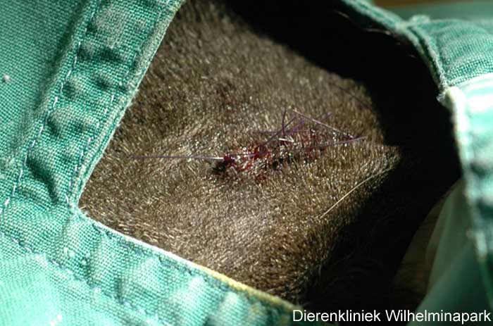 De but is weggehaald en de huid is gehecht.